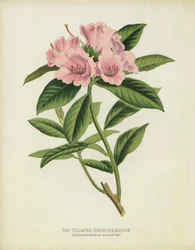 Das Bewimperte Rhododendron, Rhododendron Ciliatum